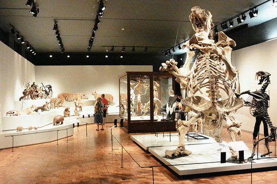 Museu de Zoologia da Universidade de São Paulo